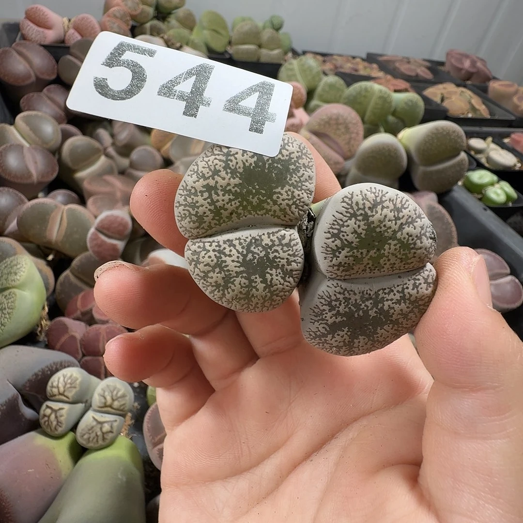 Y***妃生石花一物一拍544