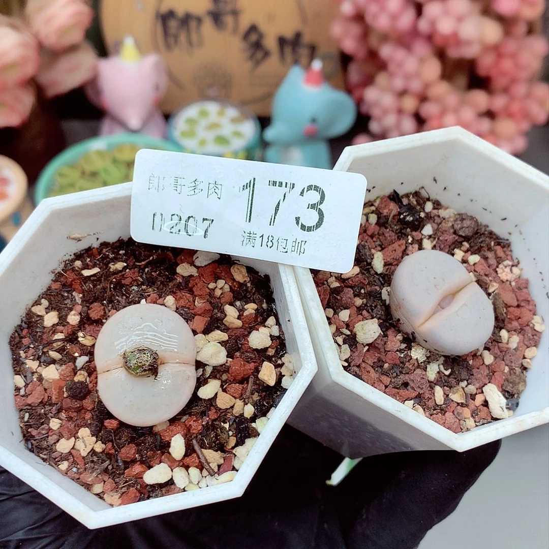 生石花满18包邮7-173