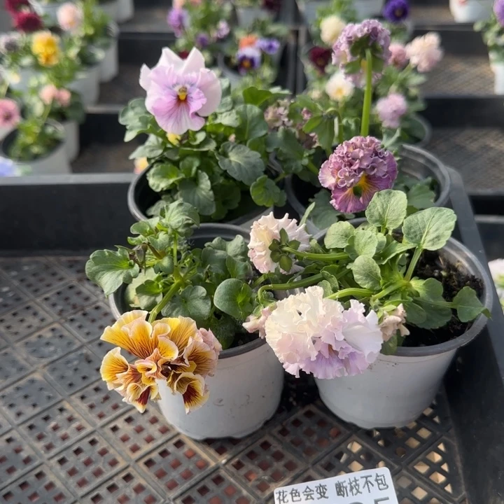 小***g无花朵M435四个角堇小苗一物一拍默认苗晃
