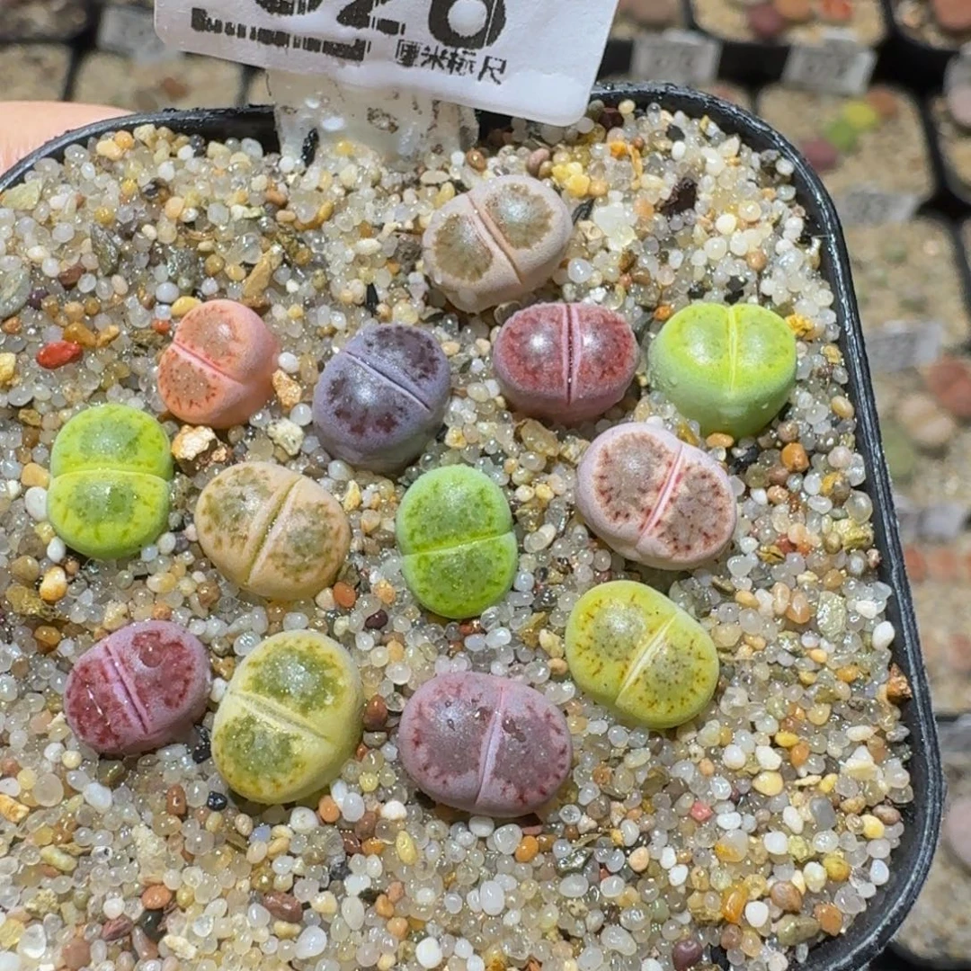 Ssss精品生石花626