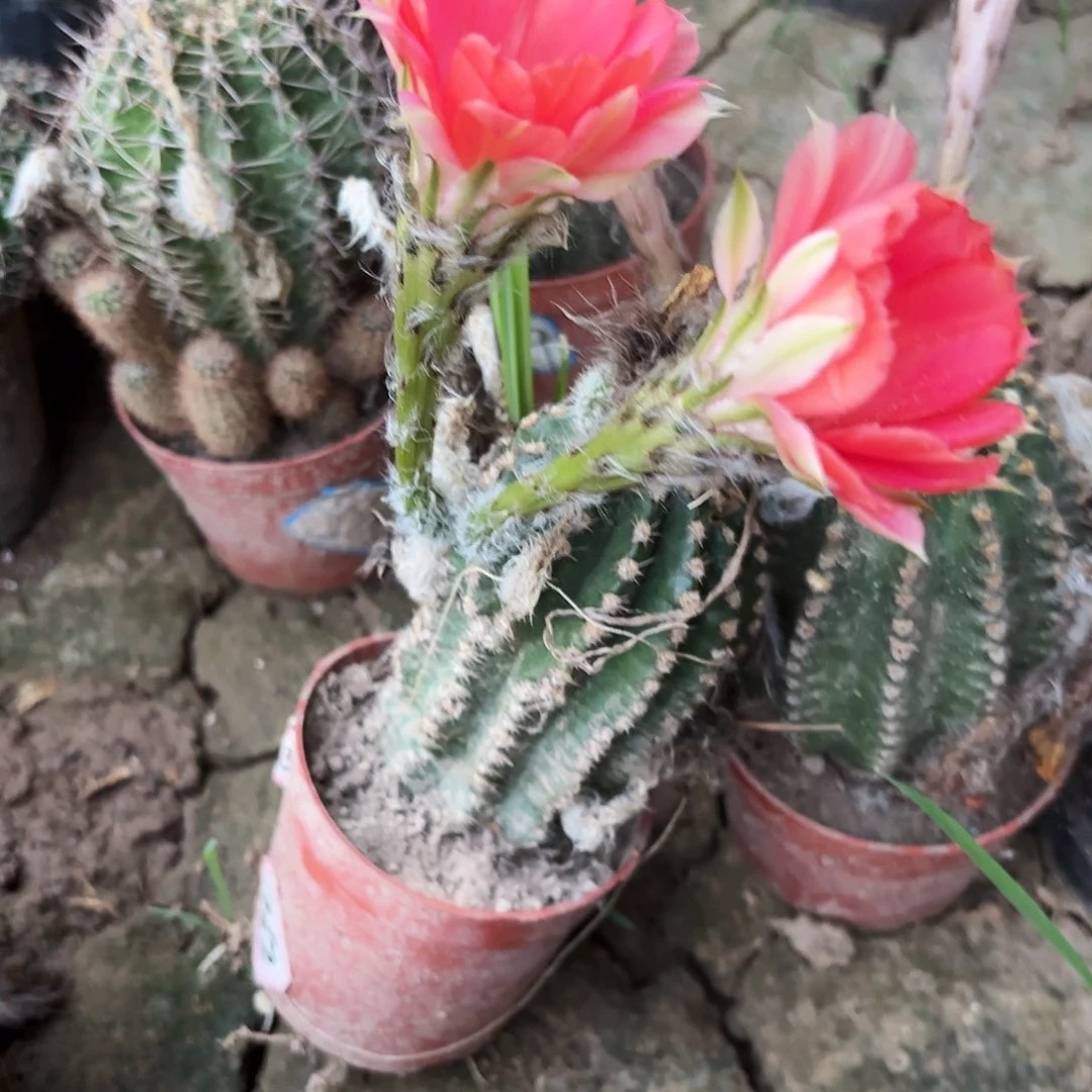 907有根球球瑕疵20包邮