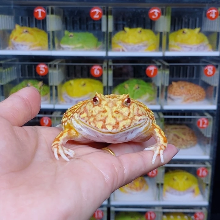 角蛙恭喜发财大吉大利