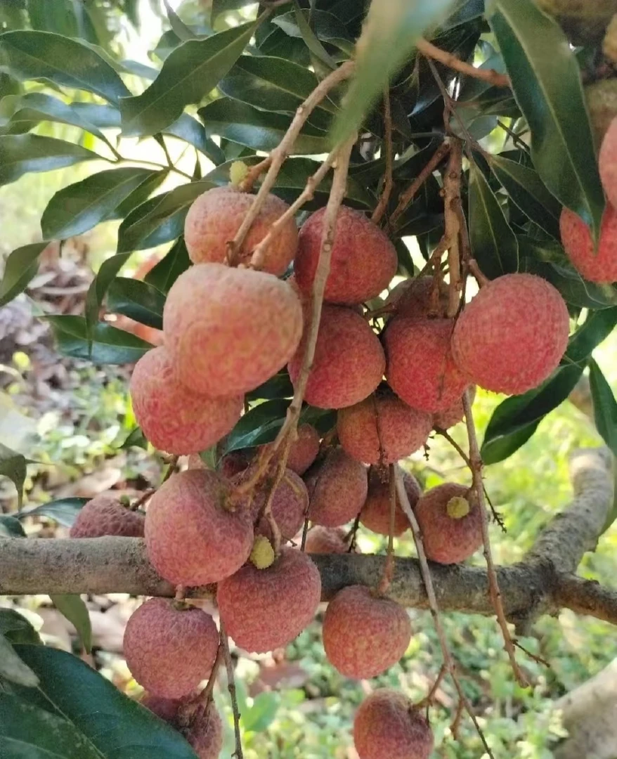 《圆通特快,坏果包赔川渝拍》合江降纱楠晚熟荔枝合江荔枝