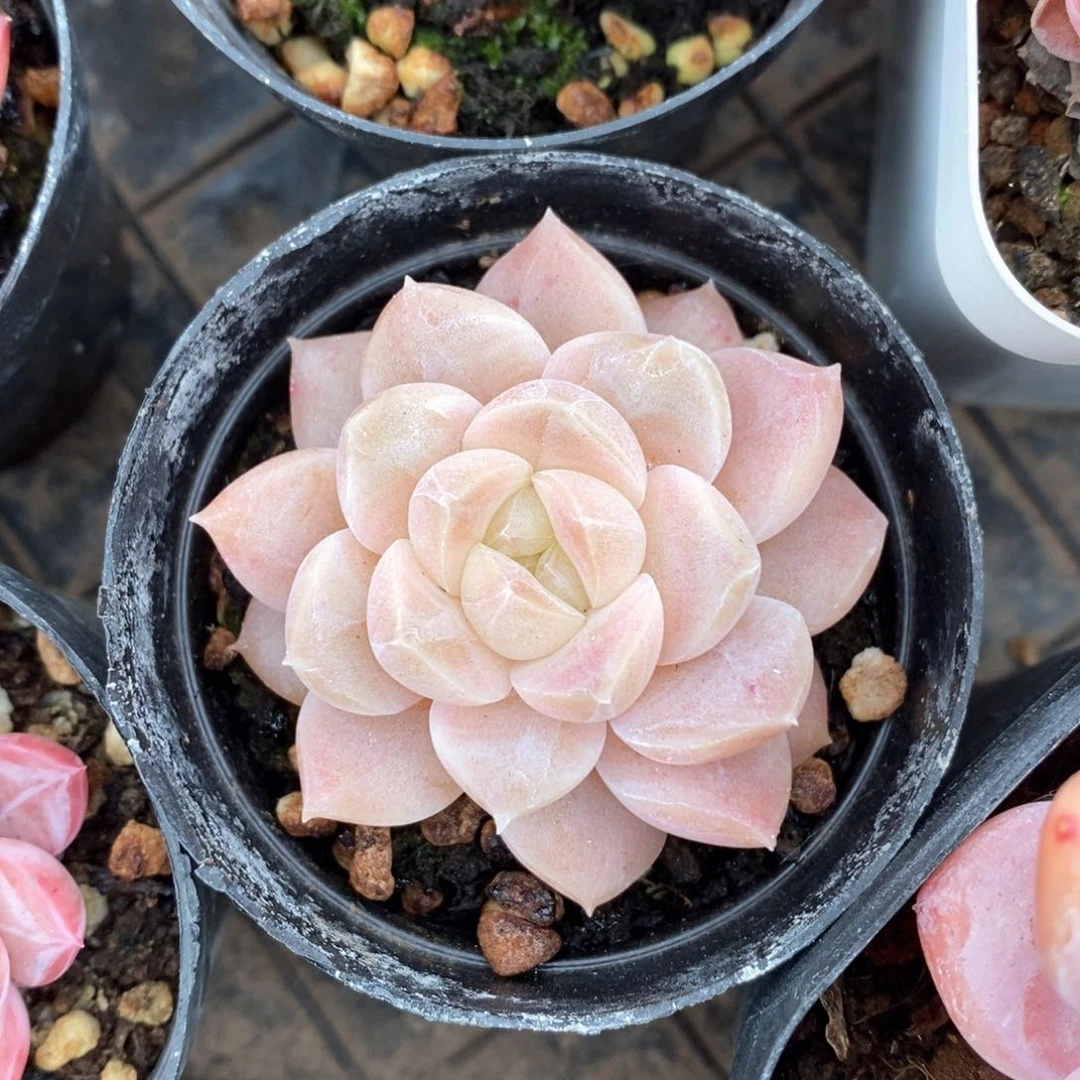 精品多肉一物一拍不包整56