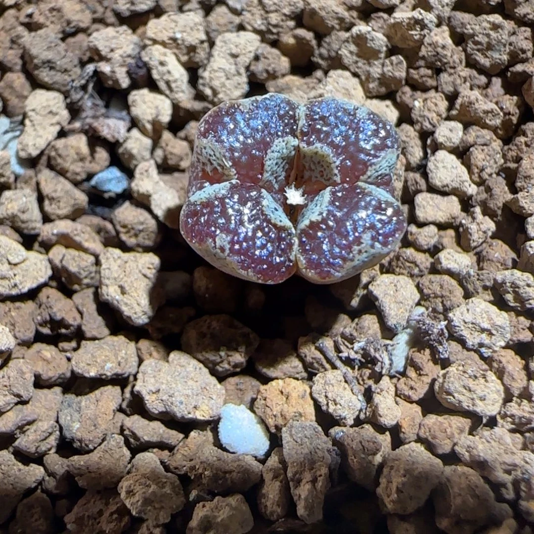 肉锥多肉植物组合-蝴蝶834