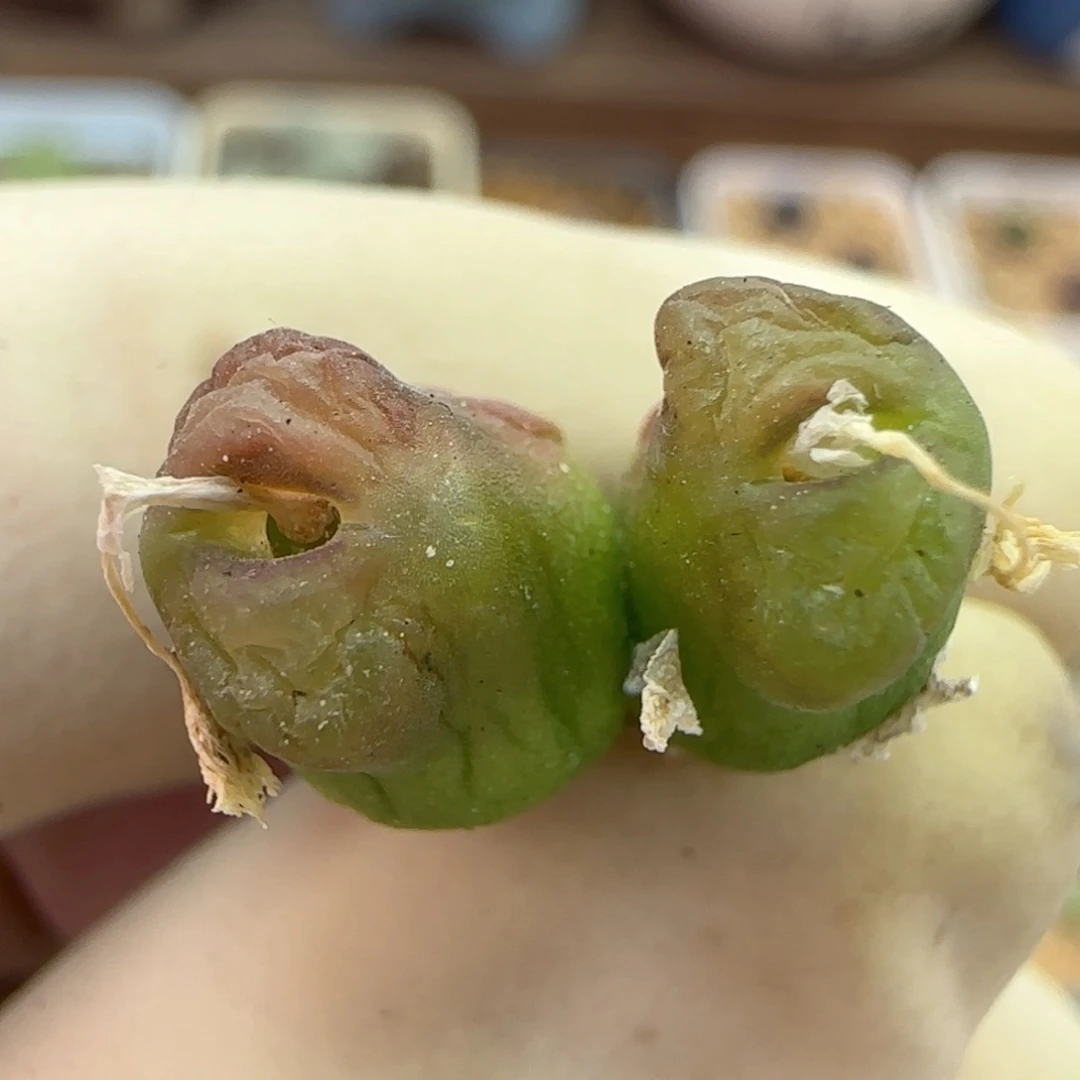 869园艺优选雪茄