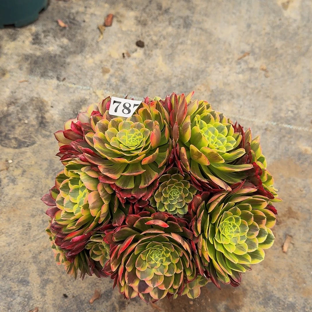 0000787朝霞丛林多肉植物