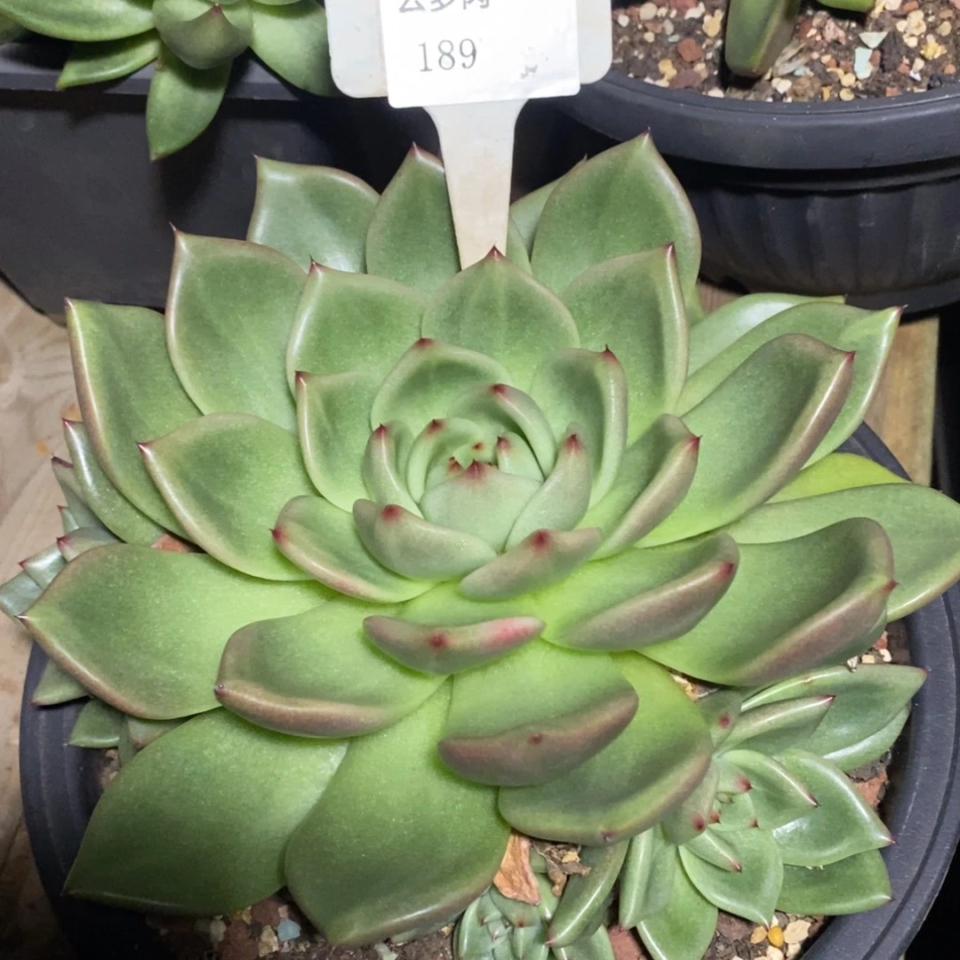 x189-直播福利直播福利