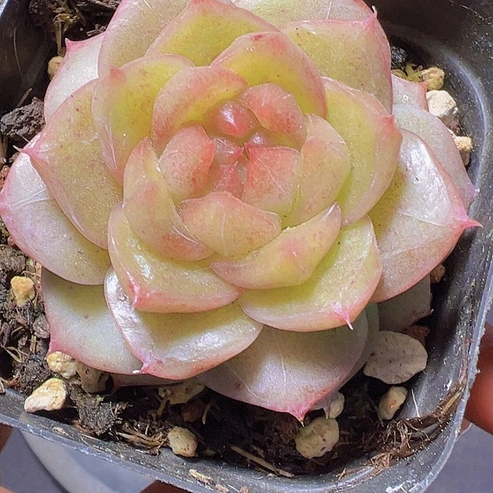 心**飞糖钻，多肉植物