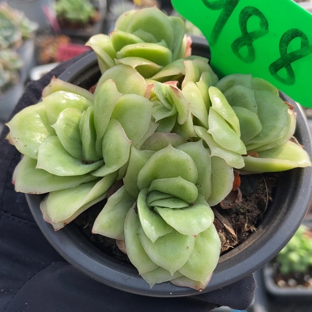 988冰玫瑰锦多肉植物