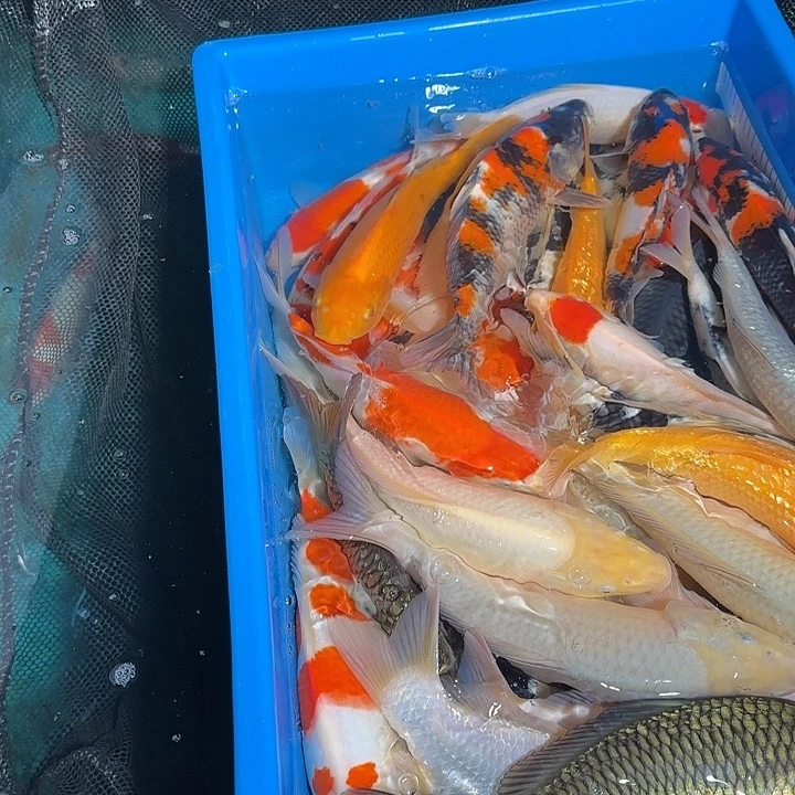 锦鲤锦鲤的故事是