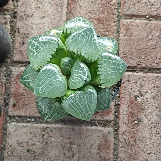 水晶克一颗多肉植物原盆土