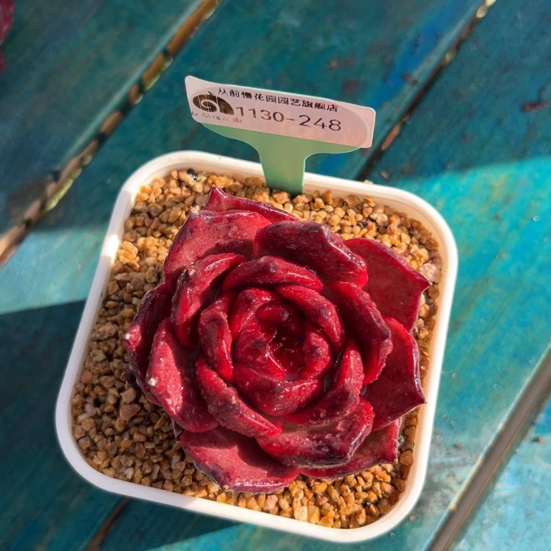 从前慢花园多肉编号1130-248