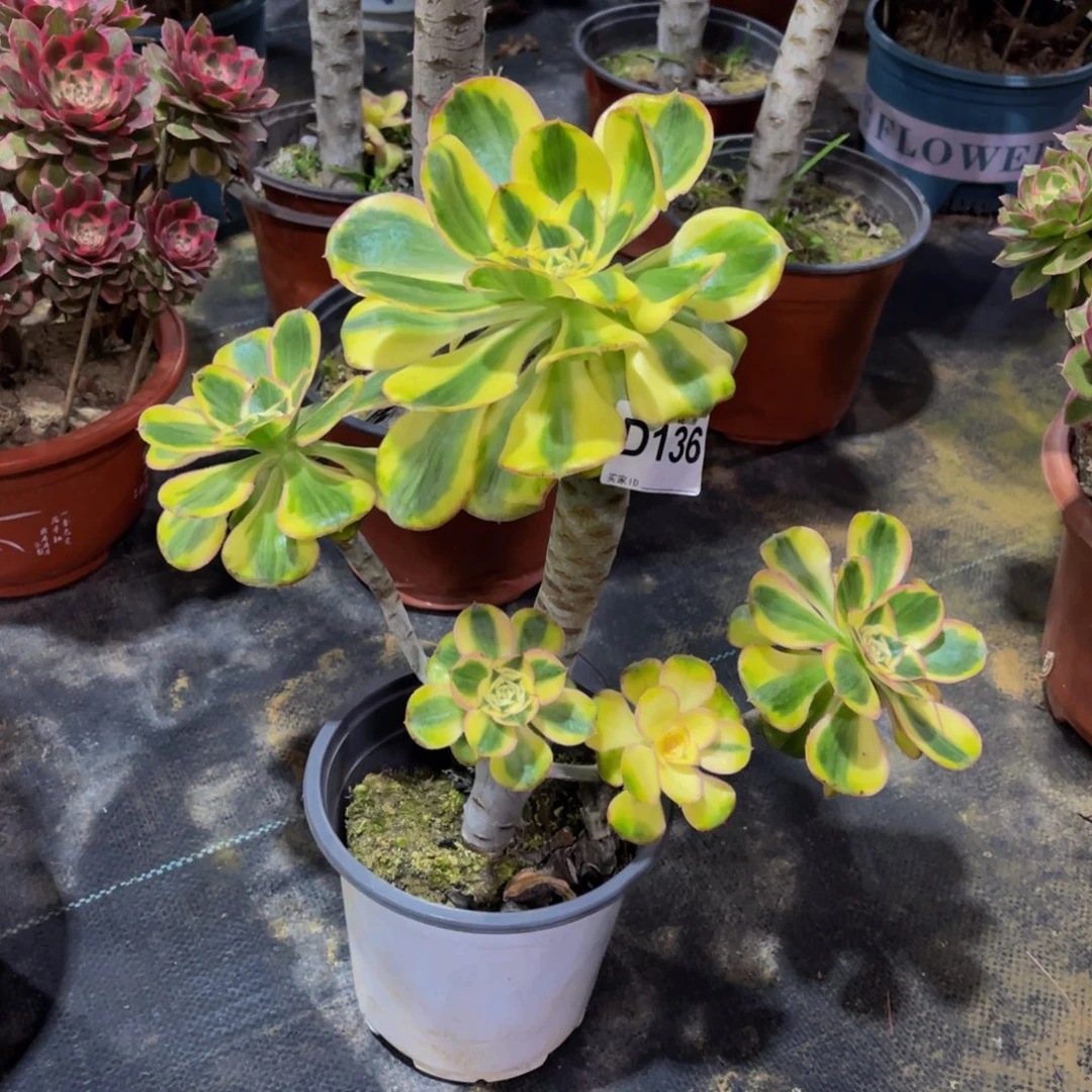 13600燕姿锦福利可以拍