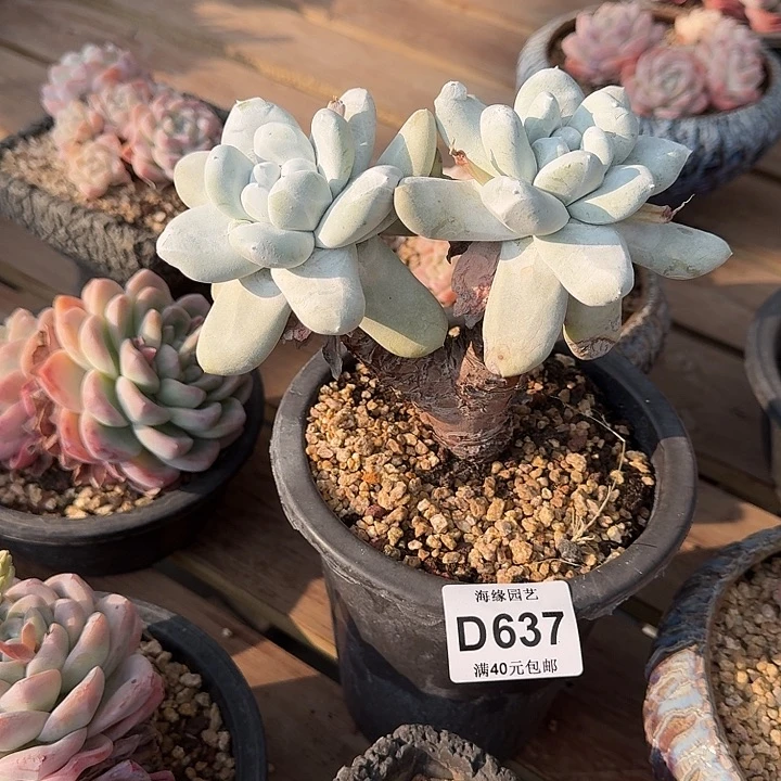 猪*拇指仙女杯多肉植物