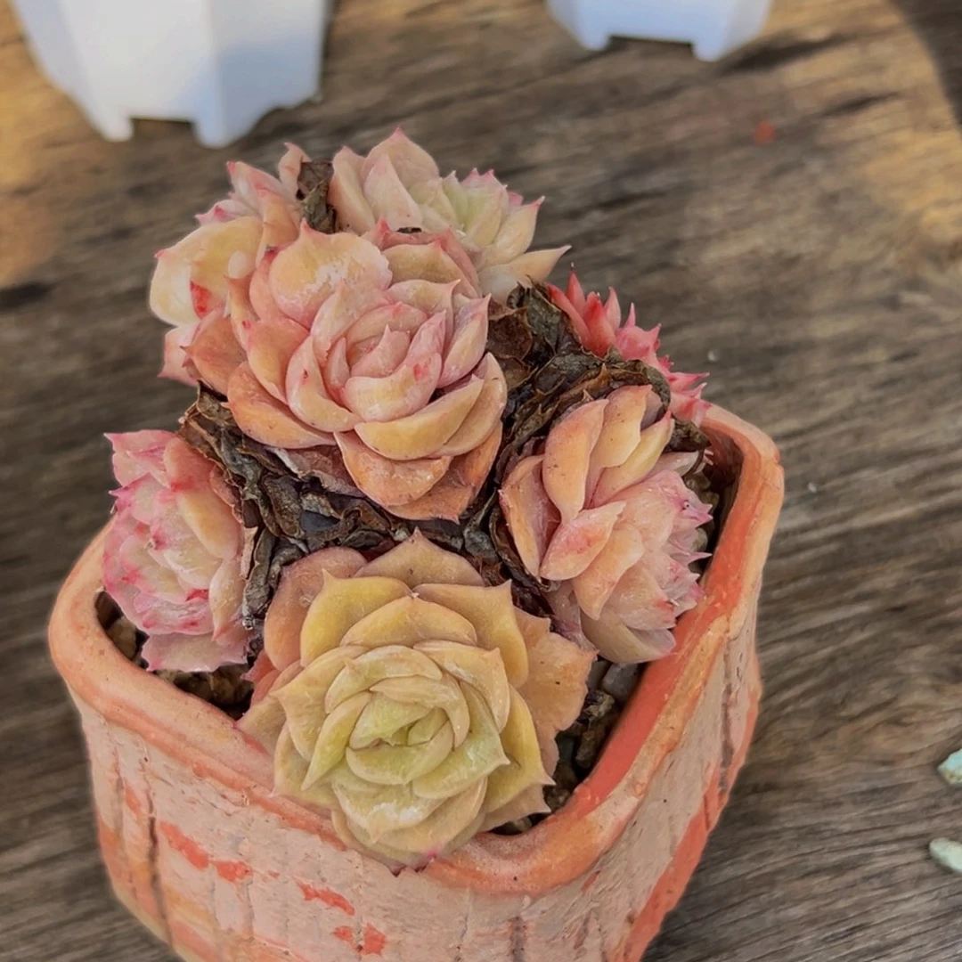 1颗大小不等大小不等