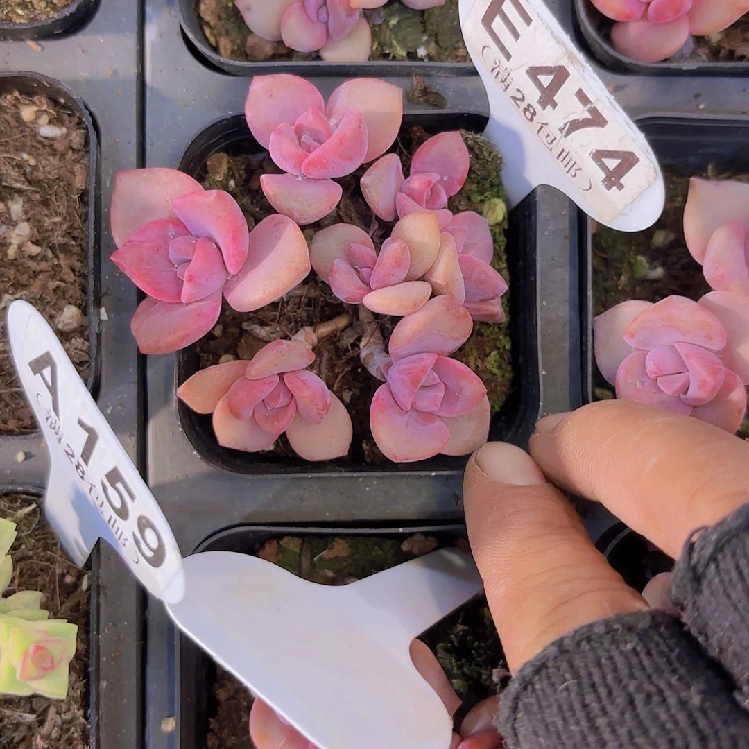 E474彩虹糖一物一拍