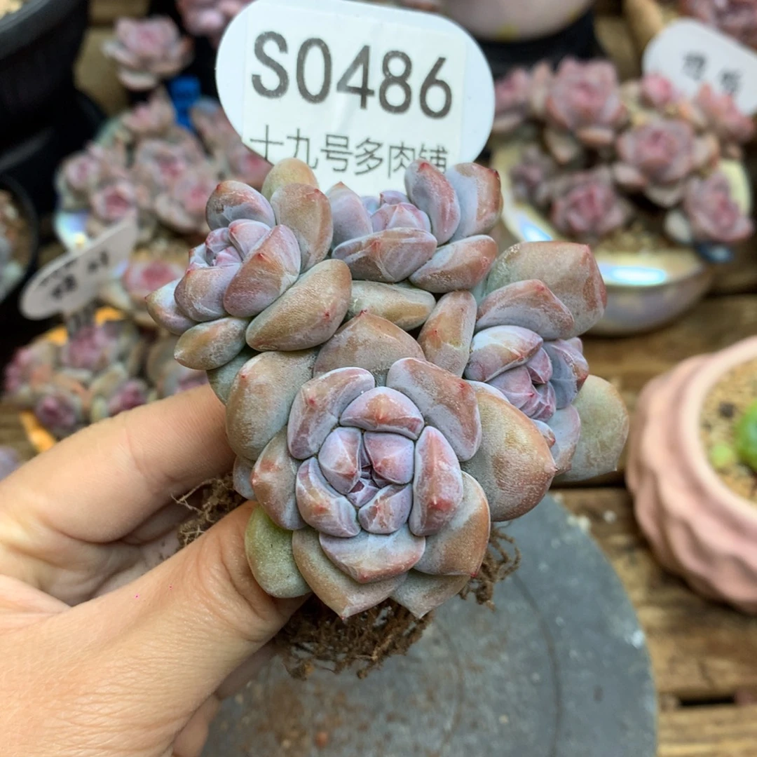 S0486 突尼斯 背景同款 6头