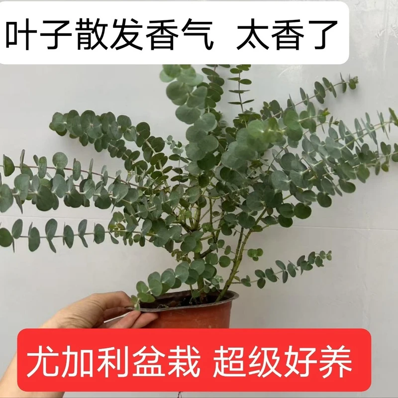 【叶子超香】尤加利苗蓝宝贝圆叶阳台庭院盆栽苗古尼按天使银水滴