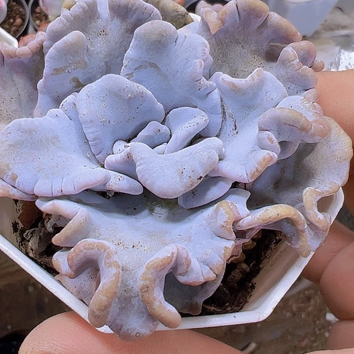 白饺子皮19包邮多肉