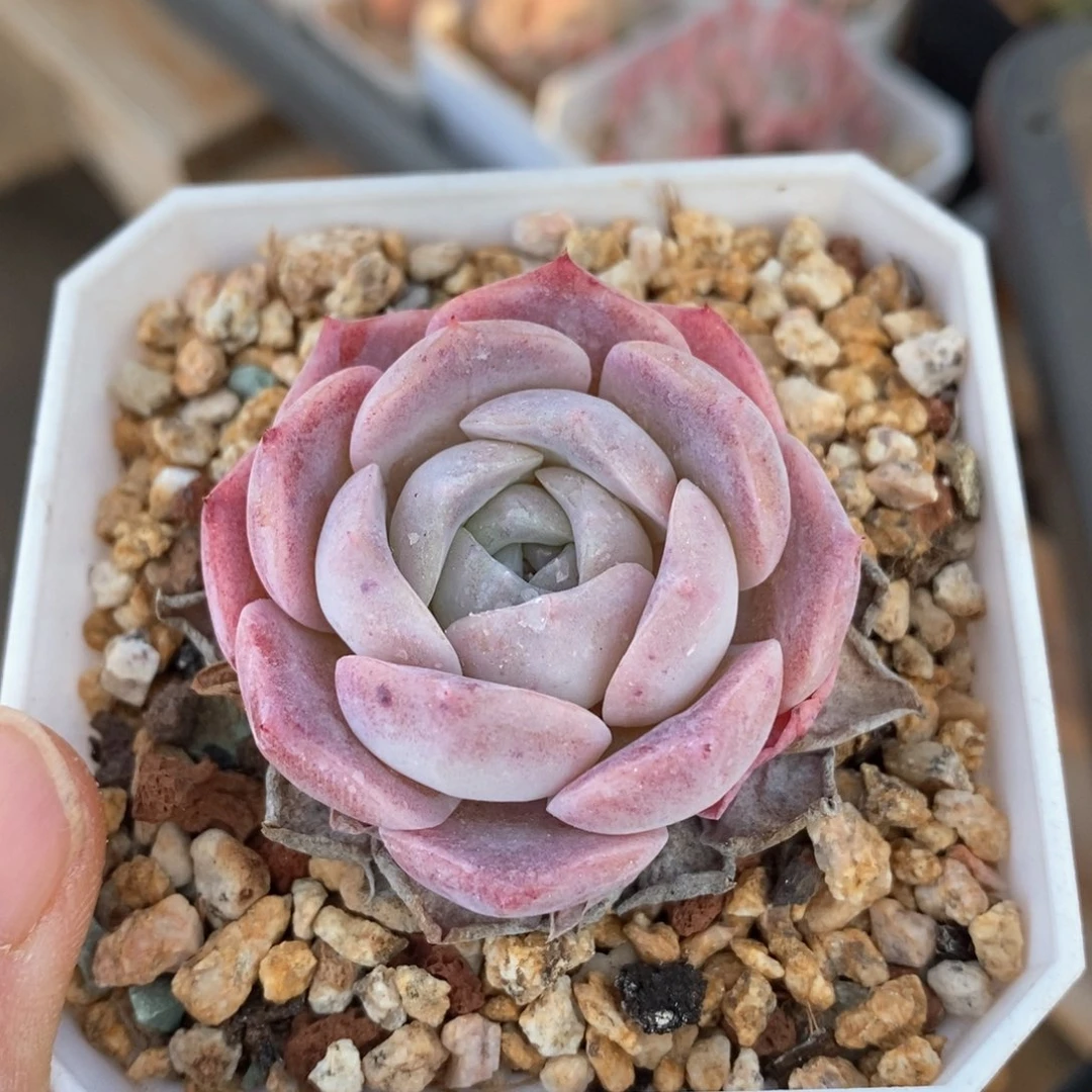 精品多肉一物一拍195