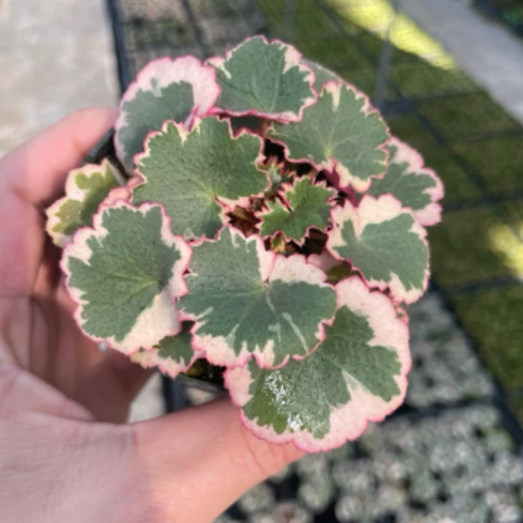 御所车虎耳草，多年生草本会开花， 粉红色叶片，非常有特色。