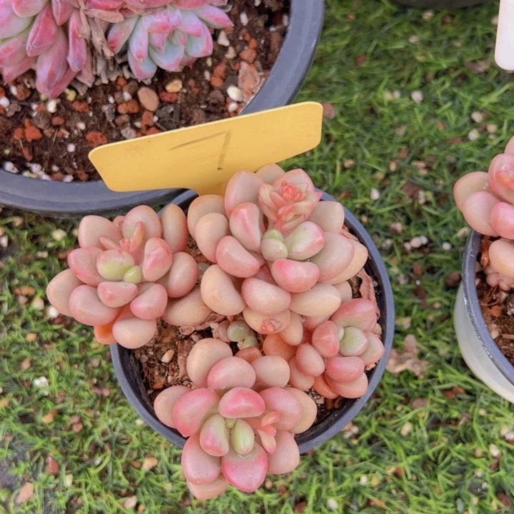 健健康康平平安安