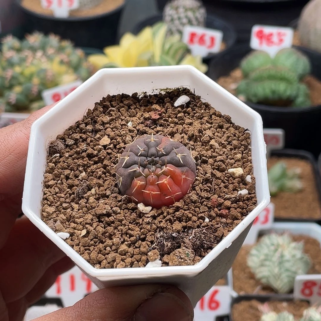 实生裸鄂锦 带盆土包邮