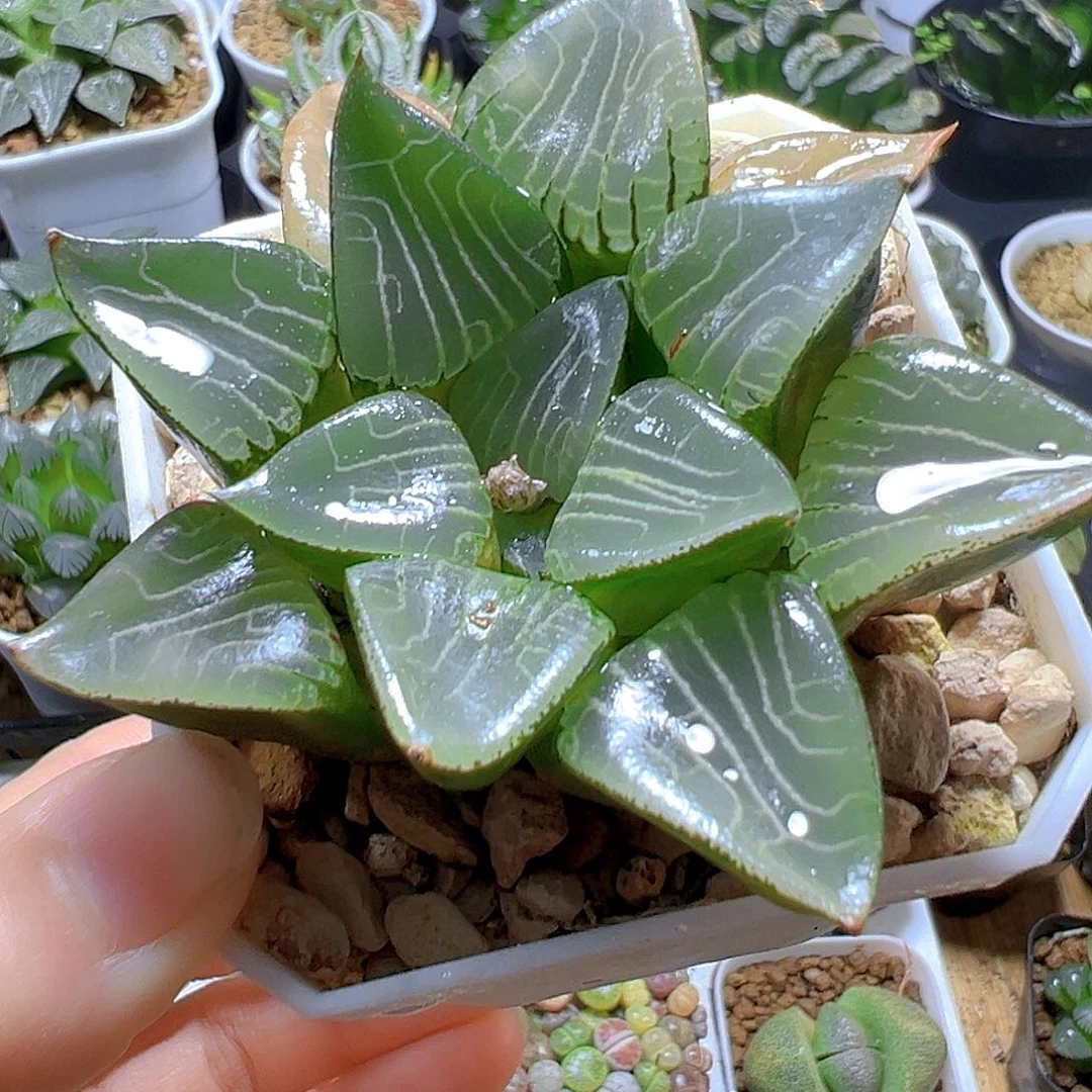 花影克白盆植物一颗