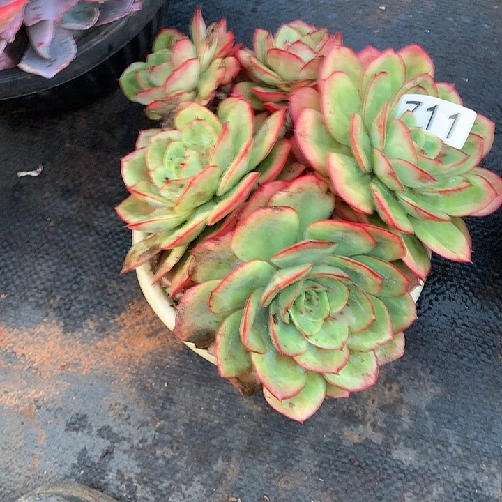 711牡丹亭 一物一拍多肉