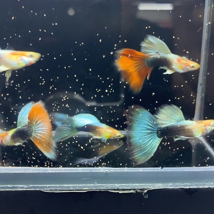 孔雀鱼黄化蓝礼服4公送1