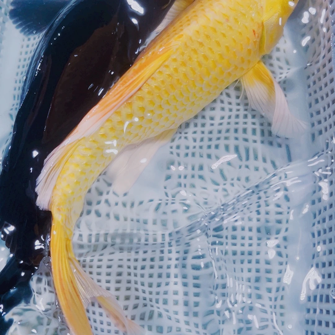 海水鱼锦鲤观赏鱼105