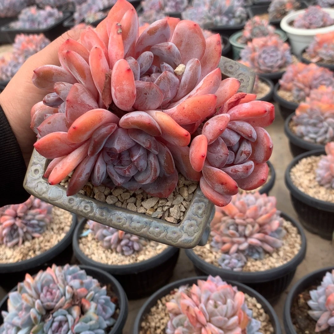 无花朵无砍哈哈哈哈哈哈11