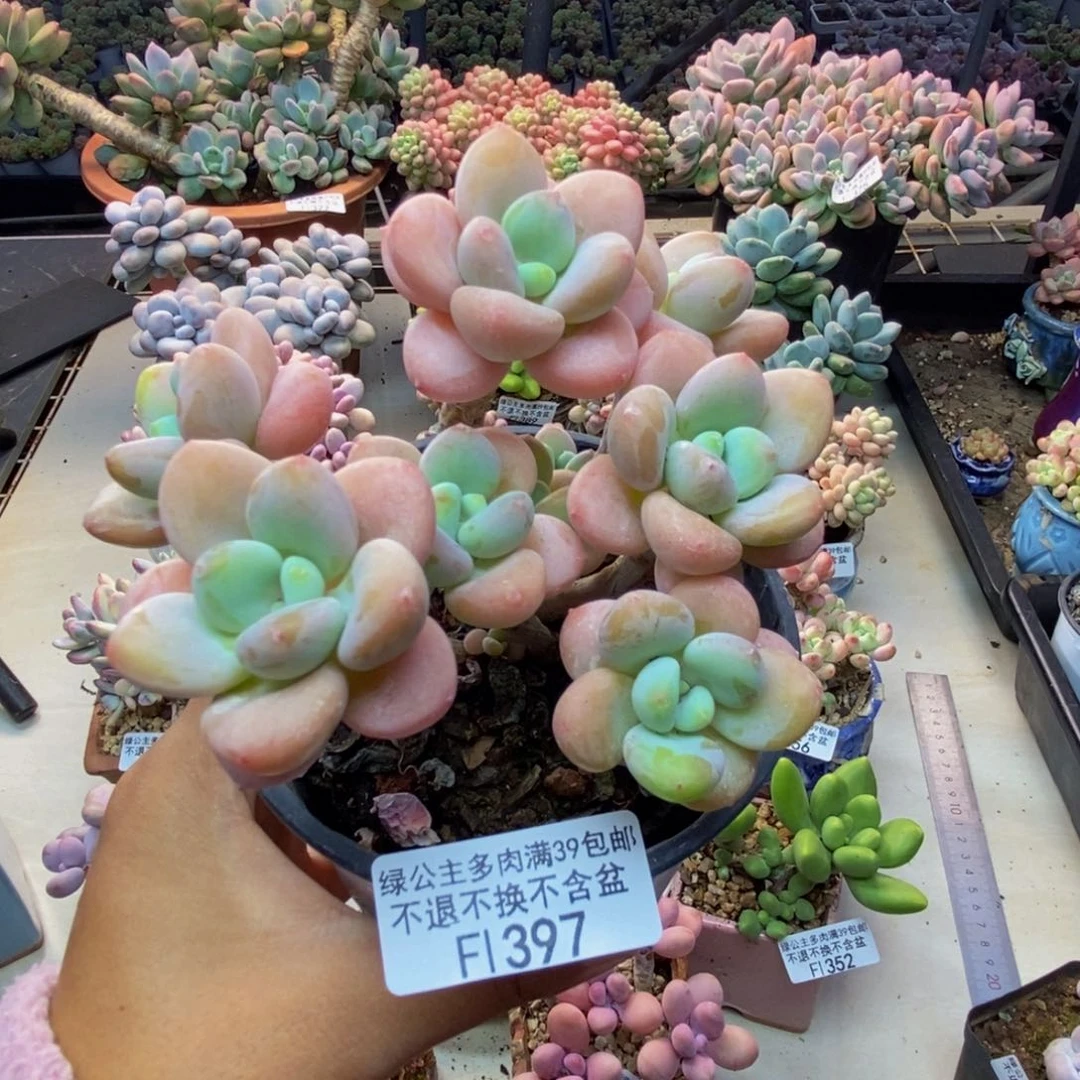 397橘子香水多肉9c m