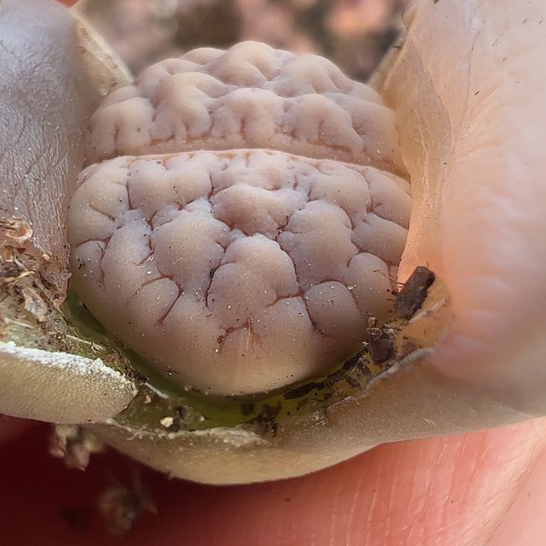 一物一拍优选189荒玉大肌肉。139