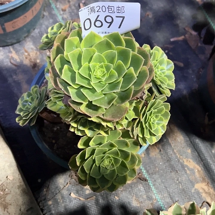 0697奶白多肉植物