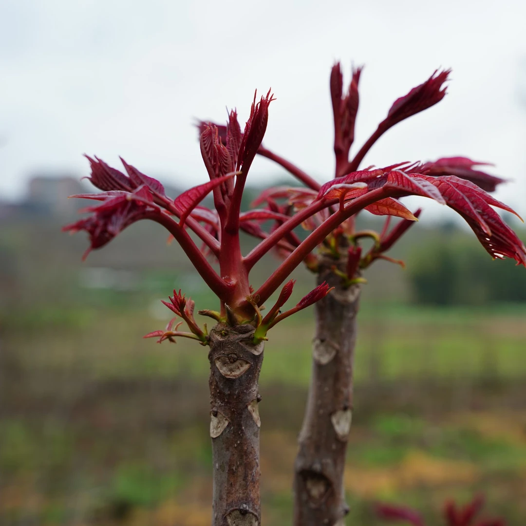 图拉香图拉香大竹正宗露天红油香椿芽