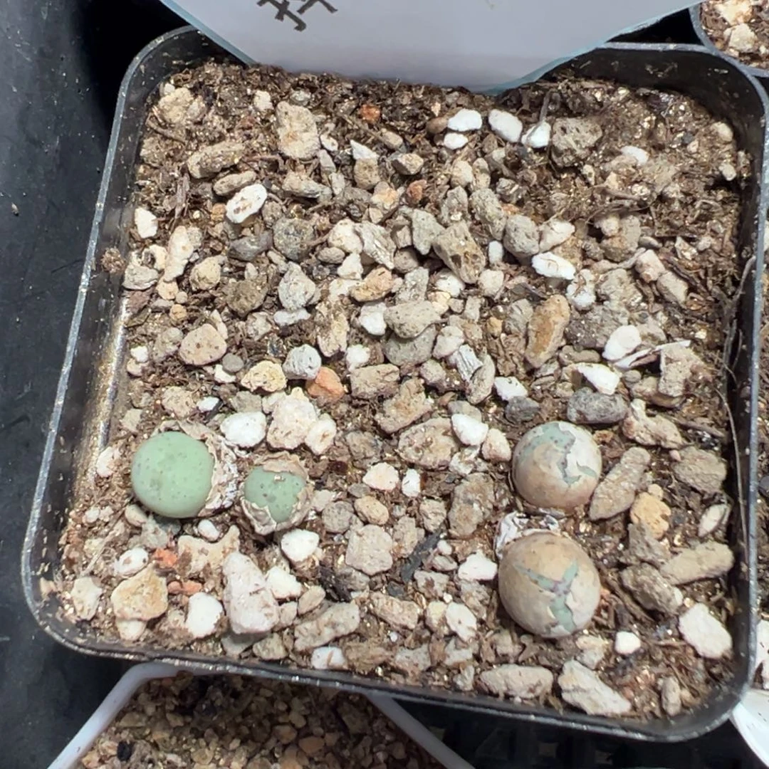 20-13奶油嘴多肉植物