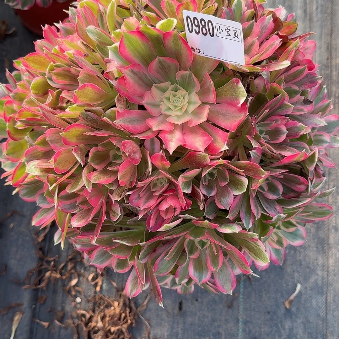 ꧁***꧂男神0980多肉男神多肉