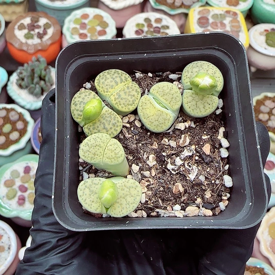 生石花满18包邮1030-27
