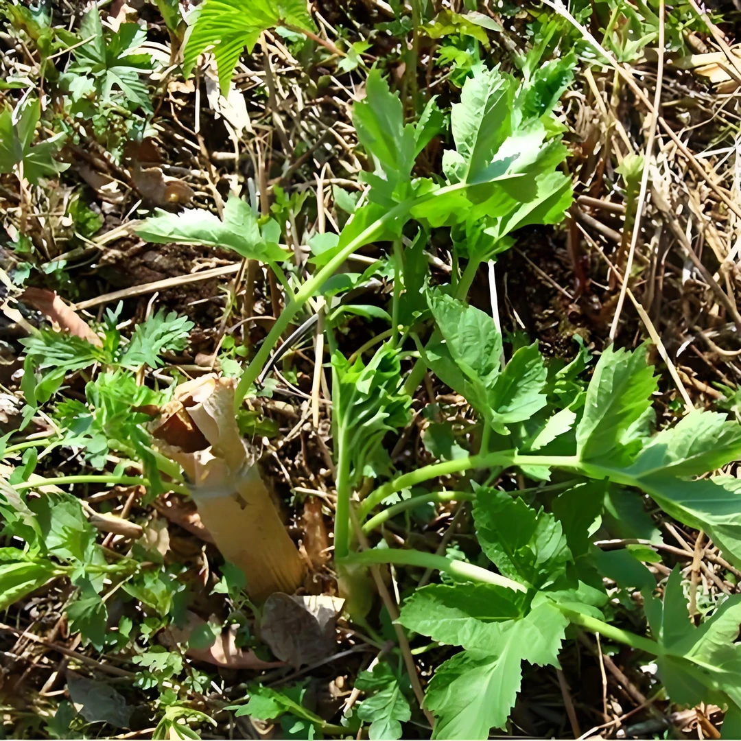 黑瞎芹，老桑芹，山野菜，包子饺子馅，炖土豆凉拌