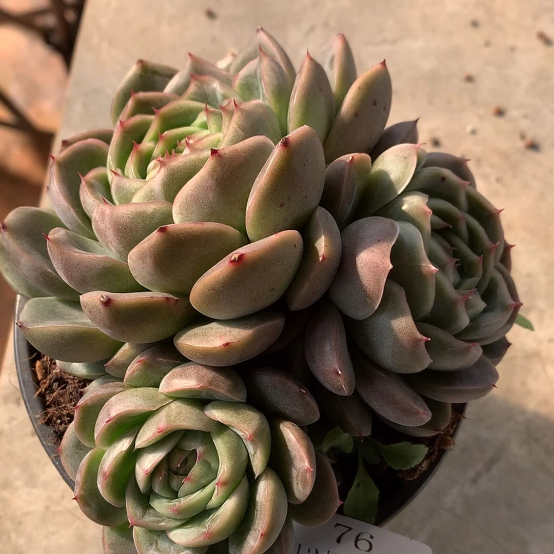 【闪购商品】云76号蓬利珍妮