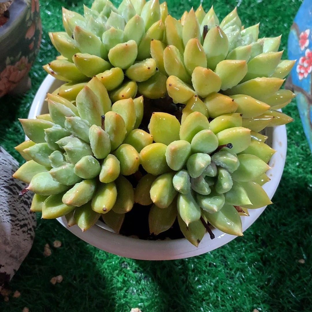 月*月月红象牙老桩15公分