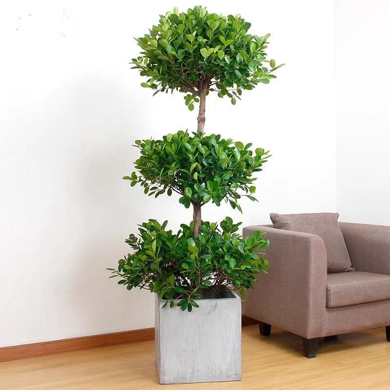 金钱榕盆栽室内客厅摇钱树大型四季常青植物办公室花卉盆景绿植