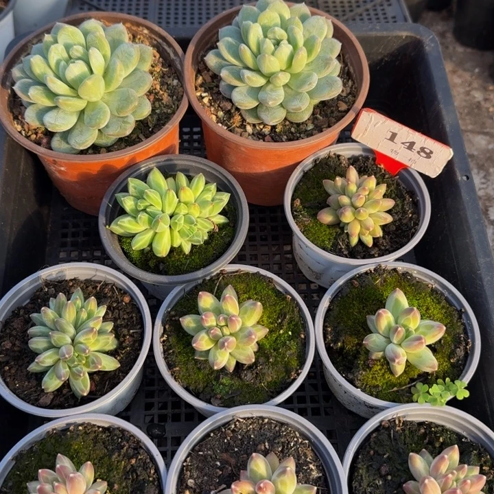 148多肉植物一物一拍