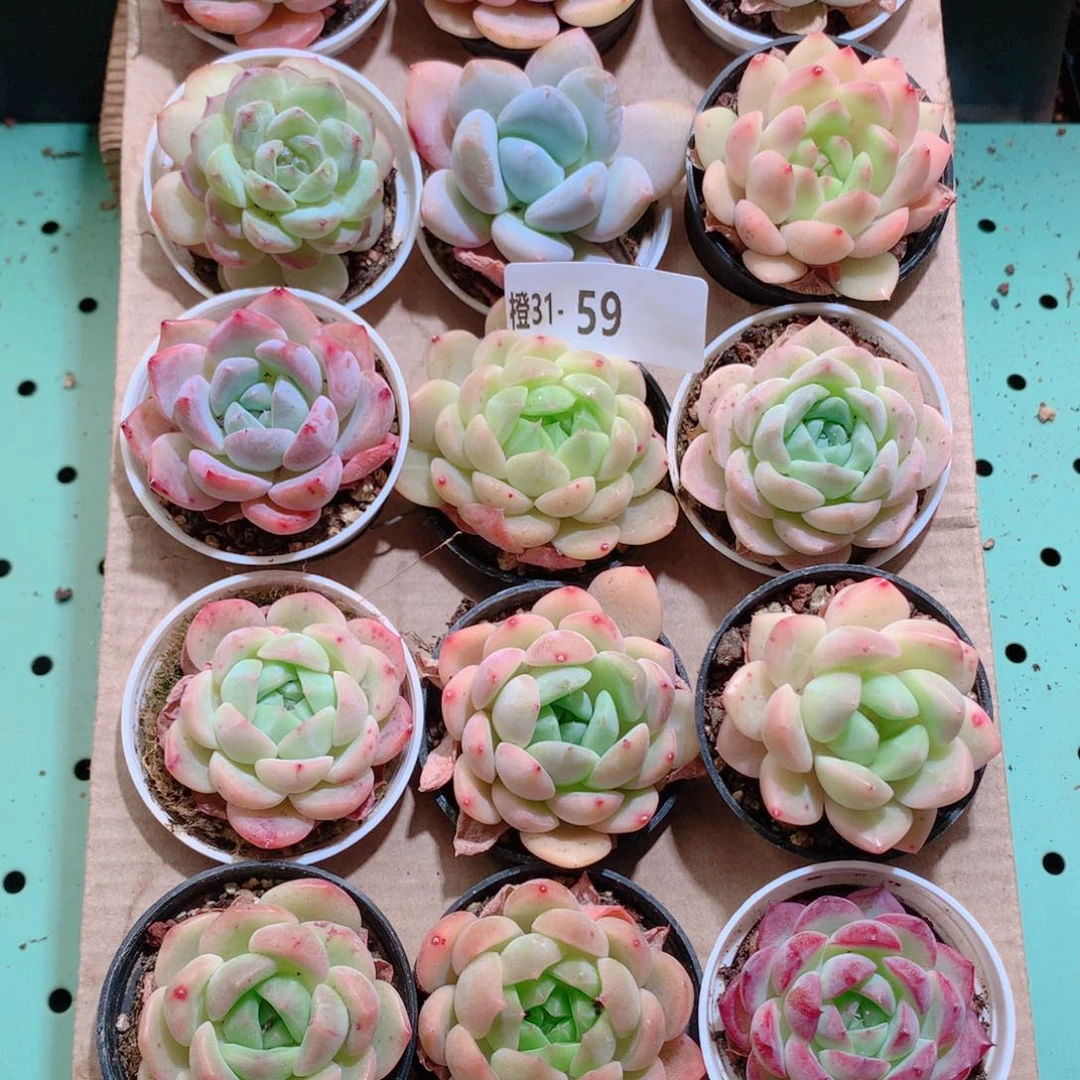 31-59一物一拍带盆18颗