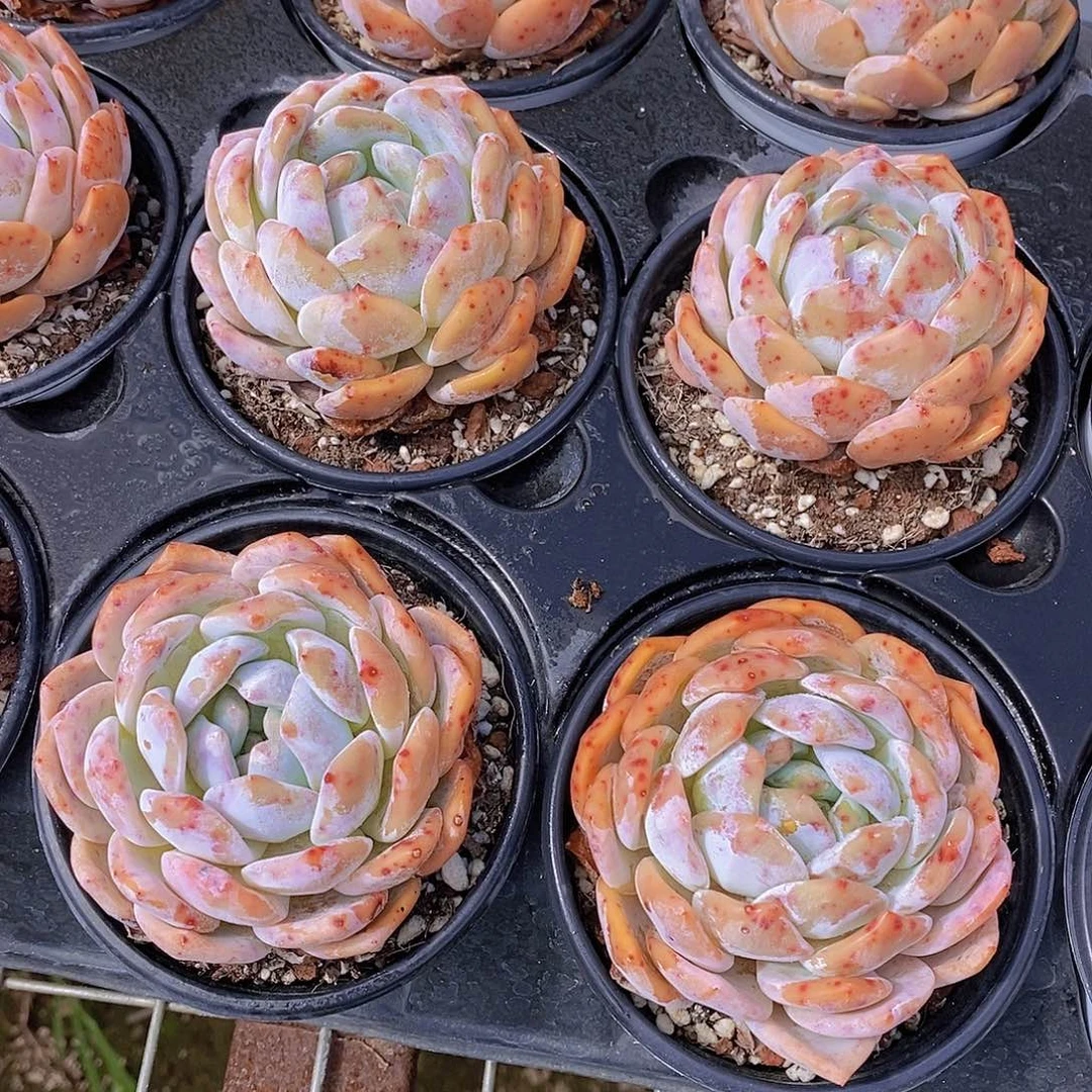 0724-草莓橙单头福利2颗微瑕慎拍