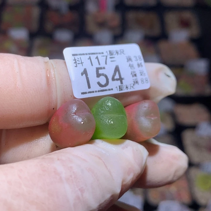 精品生石花117.154