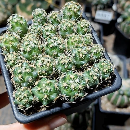 实生钢钉3颗挑大的发货可批发