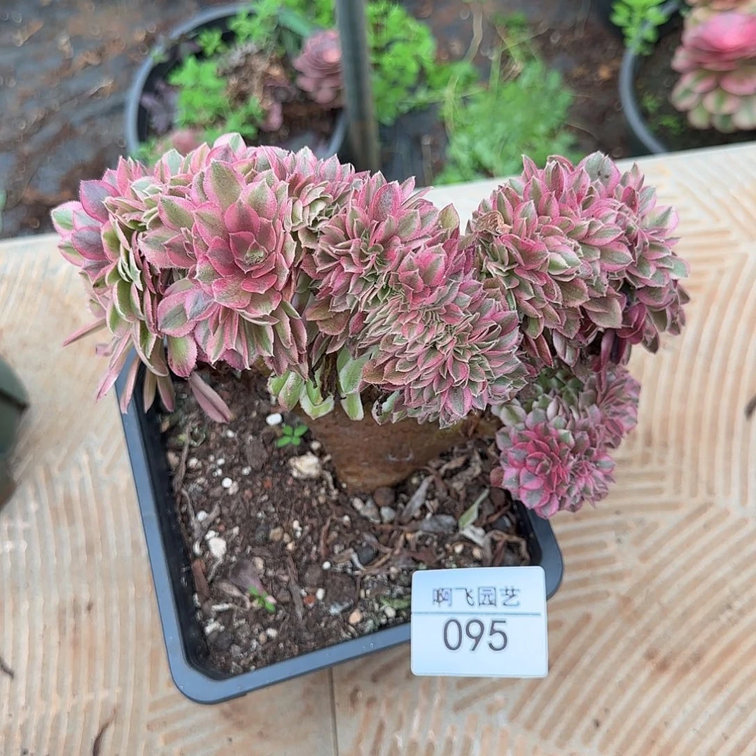 095多肉 荔枝缀法师福利